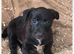 Beautiful patterdale litter