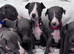 Blue kc whippet puppies