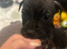 READY TO LEAVE Staffie puppies