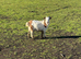 Female pigmy goats