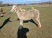 Registered A filly