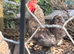 Penkin cockerel