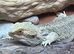 bearded dragon full set up male 3years