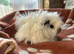 Funky baby girl guinea pigs