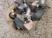 Ready Sphynx Kittens Looking for Their Forever