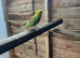 Baby budgies for sale  &pound;40 each collection mk404nn
