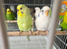 Lots of different coloured budgies for sale