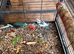 FOUR  4 week old baby Kakarikis ready to hand rear mum is doing well.