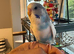 2 budgies for sale with cage