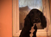 Beautiful black cocker spaniel girl