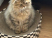Beautiful Shorthair and Longhair kittens