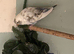 Young budgies