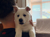 White Swiss Shepherd puppies