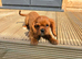 Kings Charles cavalier spaniel