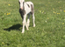 Mare & stepping Colt foal