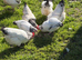 Light Sussex bantam