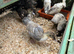 Runner Ducks