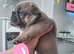 French bulldog pups (kc reg )