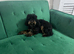 Gorgeous Female Poochon