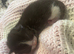 Stunning Kittens looking for amazing Homes