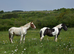 Harley 16.3hh ISH x Cob