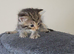 Stunning cross fluffy Bengal kittens