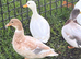 Group of 5 call ducks. All 2026 hatched out. 3 females and 2 males.