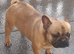 MALE KC RED FAWN FRENCH BULLDOG