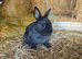 Baby Black Netherland Dwarf Buck - Ready Now