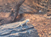 Baby bearded dragons