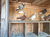 Pigeons badges