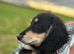 Mini black and cream dachshund