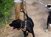 Meet SHEAMUS ! A Lovely Boy for a Loving Home