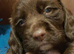Beautiful Sprocker Puppies