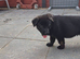 shepkita puppies ready now 2 girls left