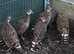 2026 Himalayan Monal pheasant hens