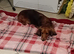 Long haired red male dashound kc regigisterd