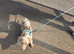 A miniature dachshund, five months old.