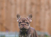 French bulldog puppies