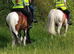 New forest x cob