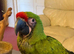 Hand reared Military Macaws M&F