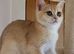 Ready BSH Champion blood lines