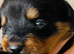 Rottweiler puppies for sale