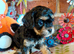 Quality True mini Cavapoo puppies in Eastleigh
