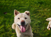 Japanese Akita