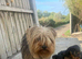 Yorkshire Puppys