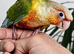 Tamed Pineapple conure & cage, hand reared, very talkative