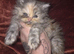 Kitten girl chinchilla Persian