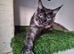 Maine coon females