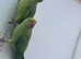 Indian Ringneck